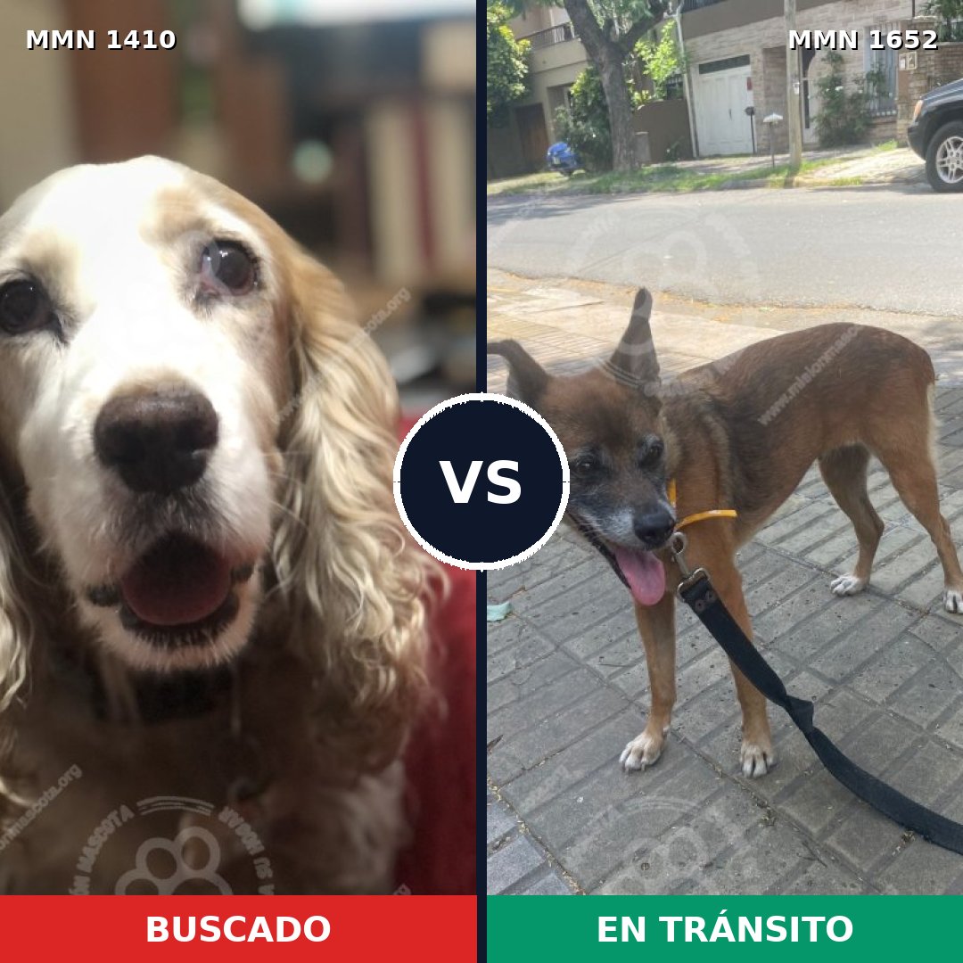 Comparativa MMS 35213: mascota perdida y mascota encontrada, 44% de similitud
