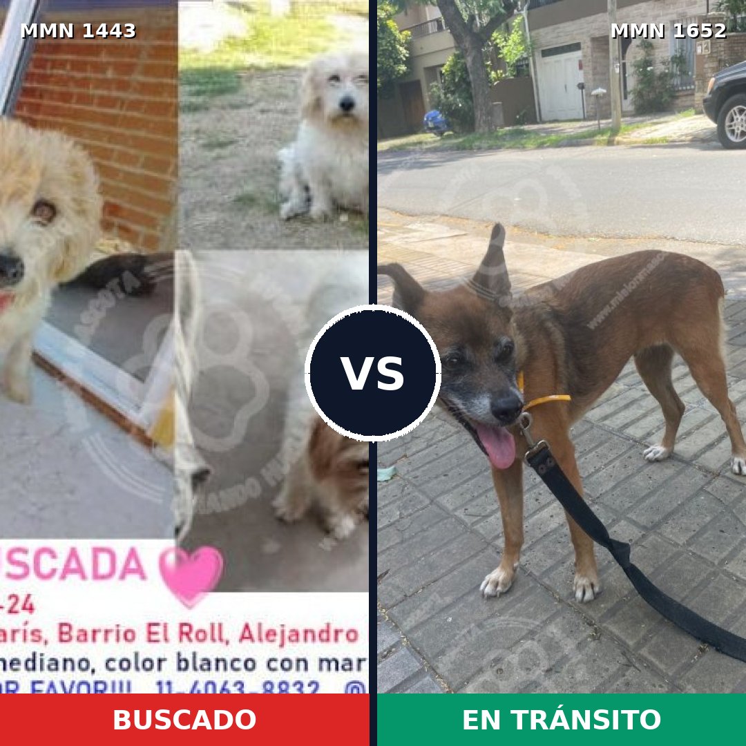 Comparativa MMS 35214: mascota perdida y mascota encontrada, 37% de similitud
