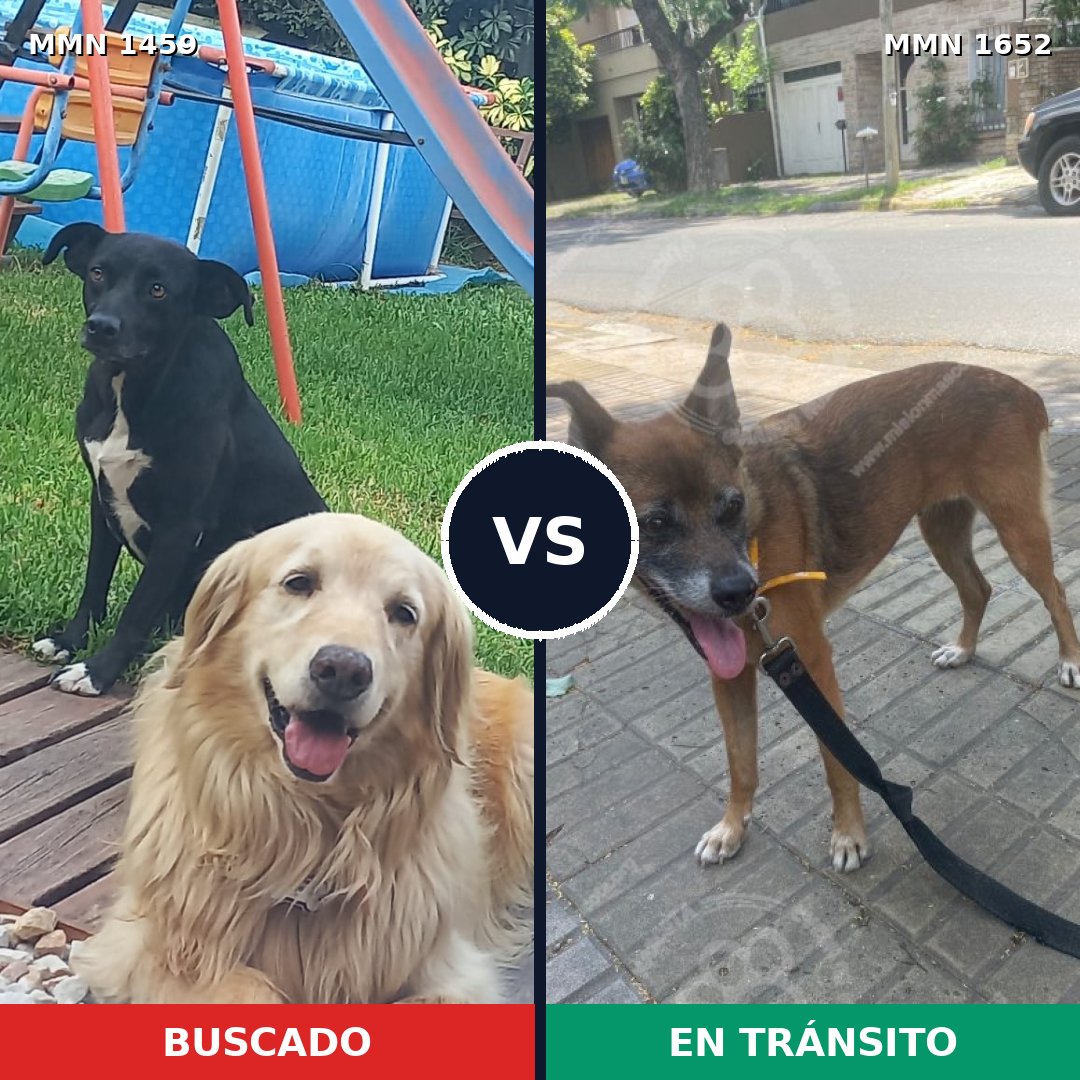 Comparativa MMS 35215: mascota perdida y mascota encontrada, 32% de similitud