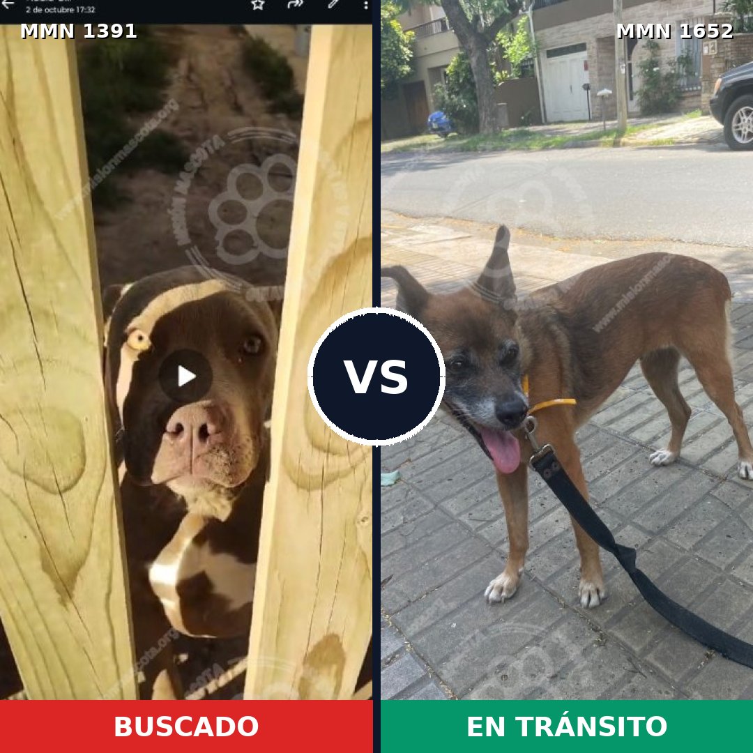Comparativa MMS 35216: mascota perdida y mascota encontrada, 32% de similitud