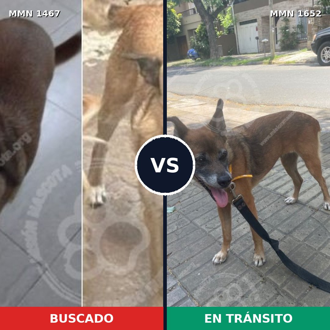 Comparativa MMS 35217: mascota perdida y mascota encontrada, 30% de similitud