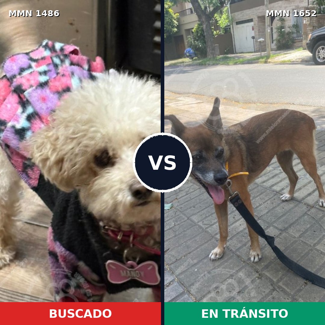 Comparativa MMS 35218: mascota perdida y mascota encontrada, 24% de similitud