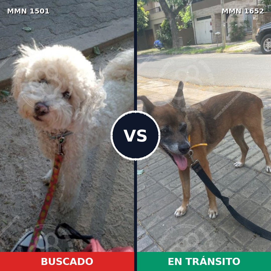 Comparativa MMS 35219: mascota perdida y mascota encontrada, 41% de similitud