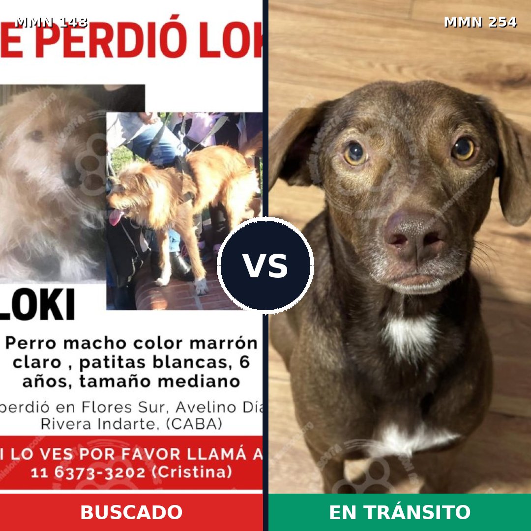 Comparativa MMS 3522: mascota perdida y mascota encontrada, 62% de similitud