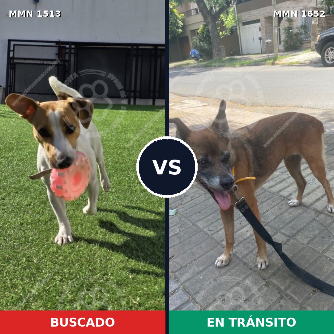 Comparativa MMS 35220: mascota perdida y mascota encontrada, 28% de similitud