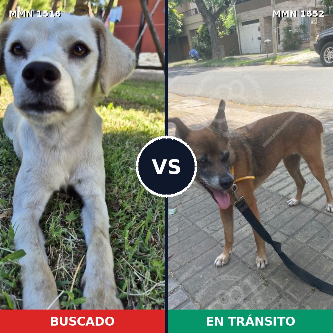 Comparativa MMS 35221: mascota perdida y mascota encontrada, 40% de similitud