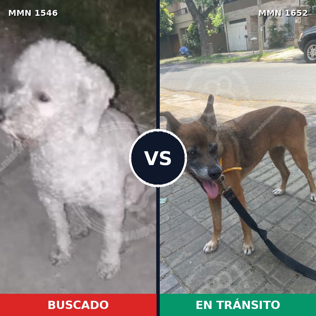 Comparativa MMS 35223: mascota perdida y mascota encontrada, 39% de similitud