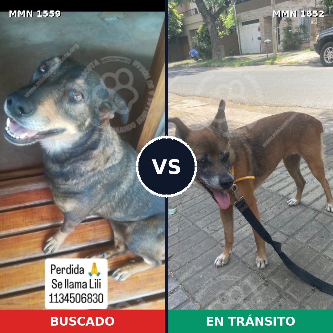 Comparativa MMS 35224: mascota perdida y mascota encontrada, 53% de similitud