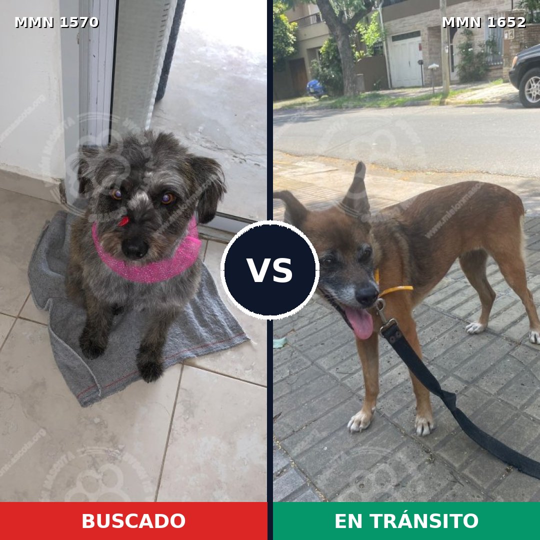 Comparativa MMS 35225: mascota perdida y mascota encontrada, 44% de similitud