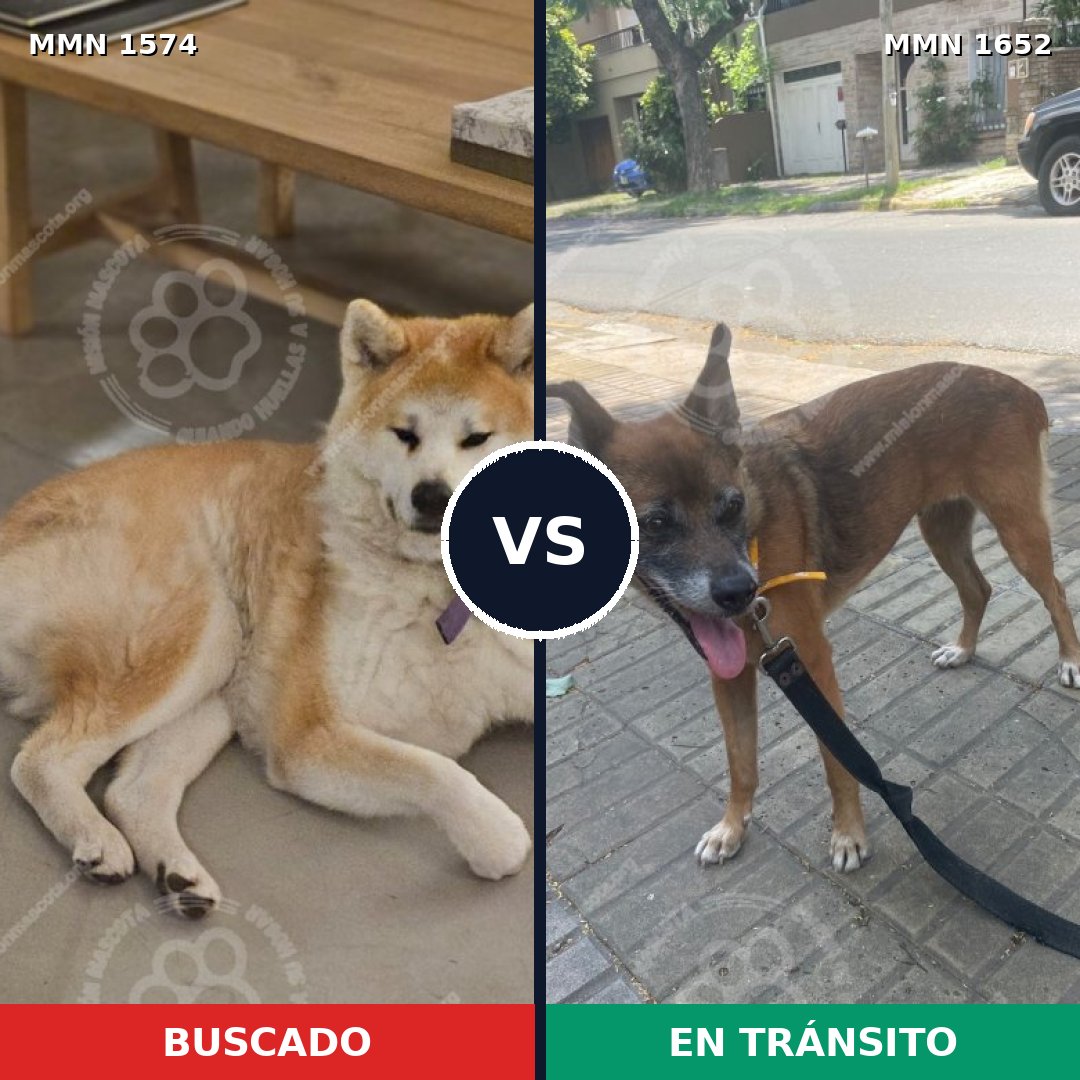 Comparativa MMS 35226: mascota perdida y mascota encontrada, 29% de similitud
