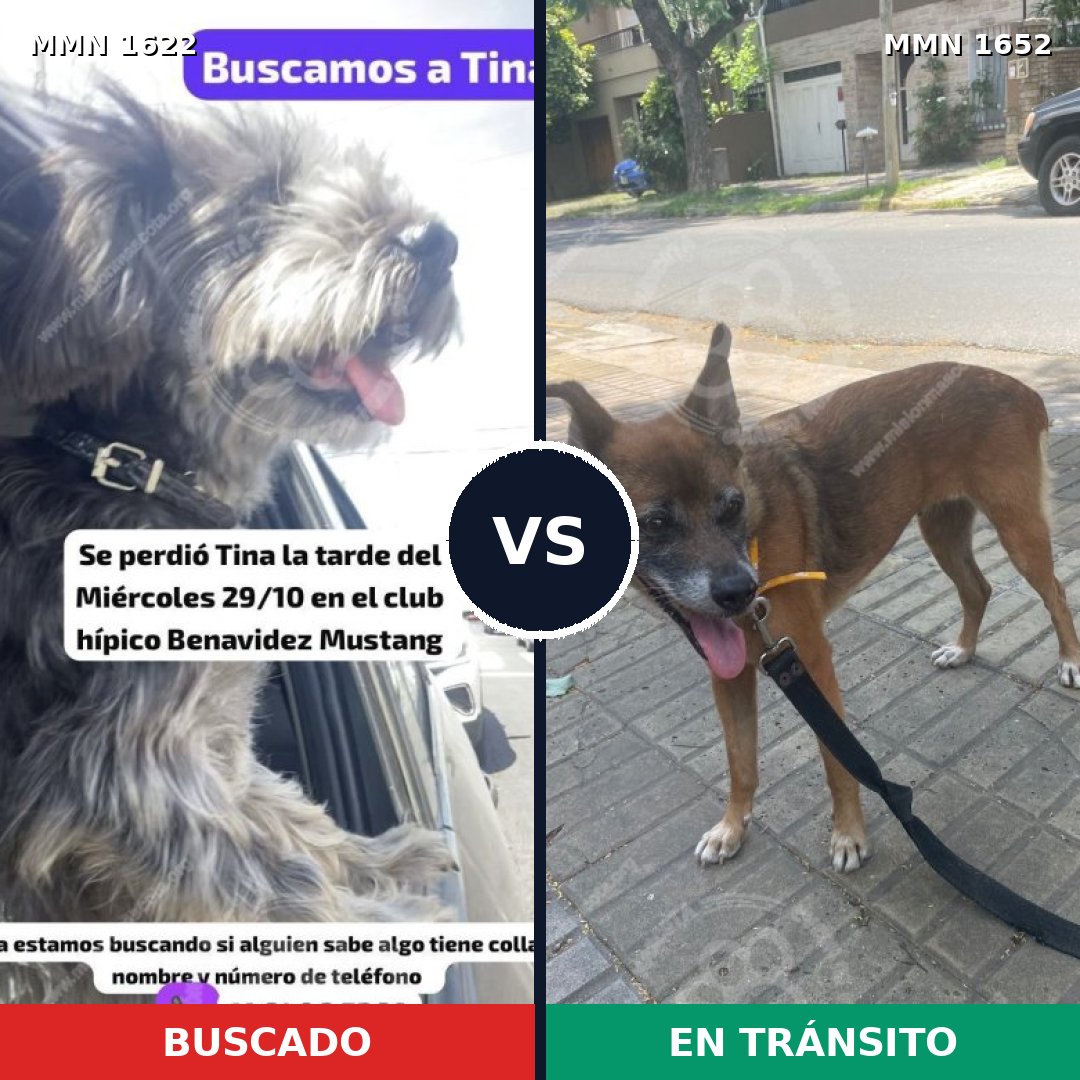 Comparativa MMS 35228: mascota perdida y mascota encontrada, 34% de similitud