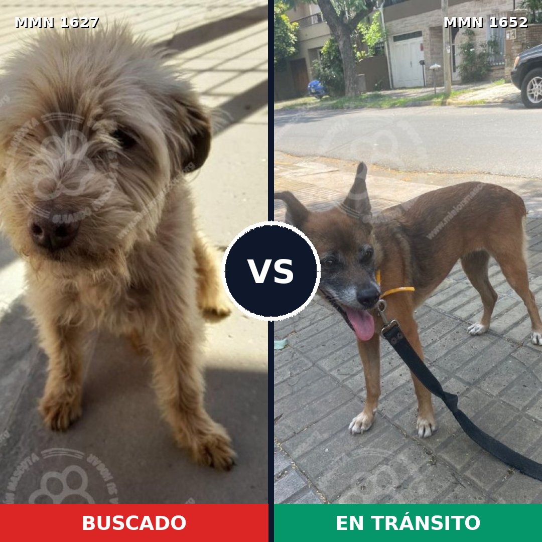 Comparativa MMS 35229: mascota perdida y mascota encontrada, 28% de similitud