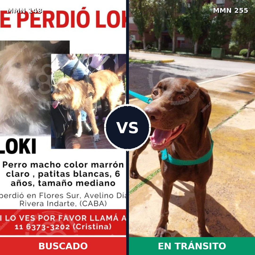 Comparativa MMS 3523: mascota perdida y mascota encontrada, 4% de similitud