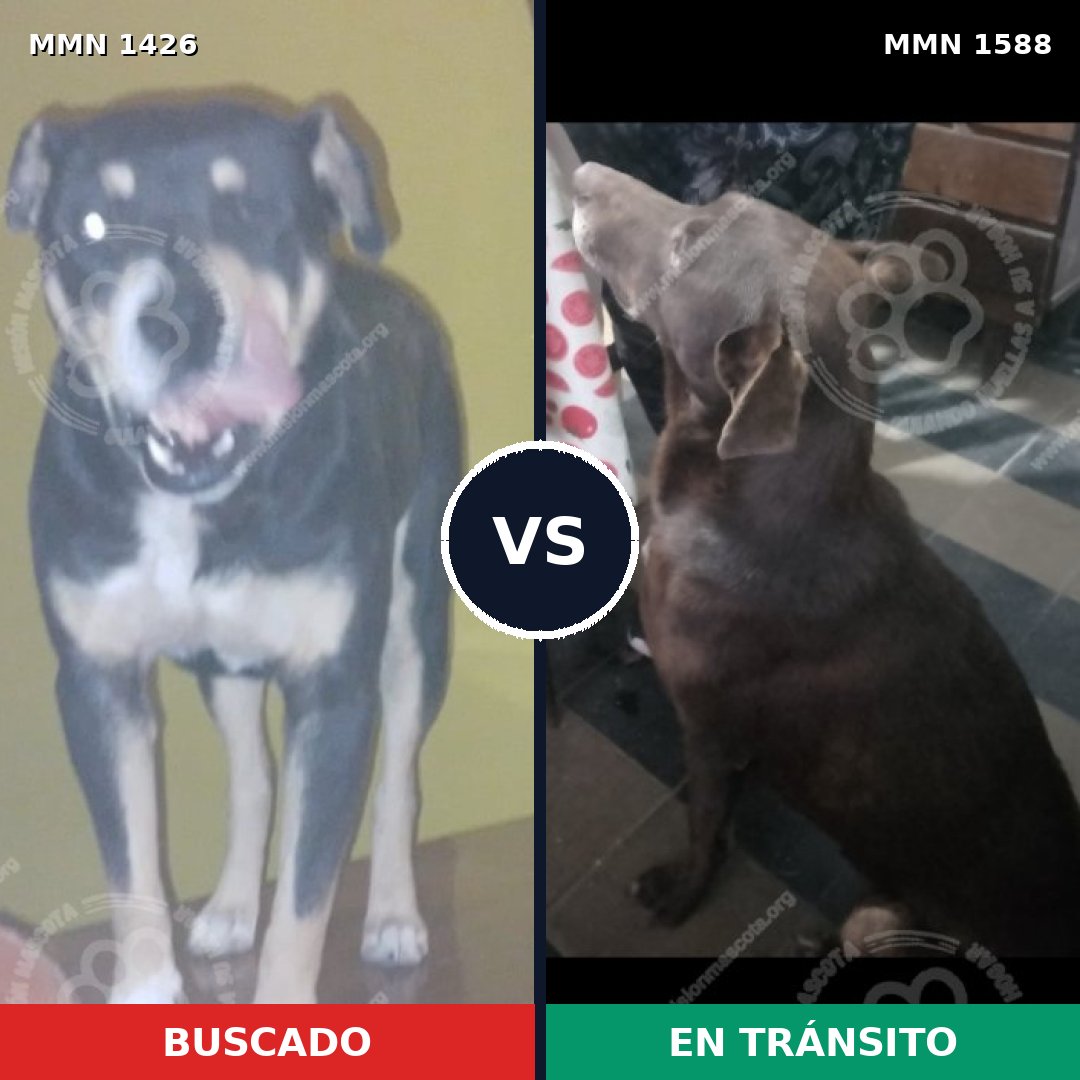 Comparativa MMS 35233: mascota perdida y mascota encontrada, 58% de similitud