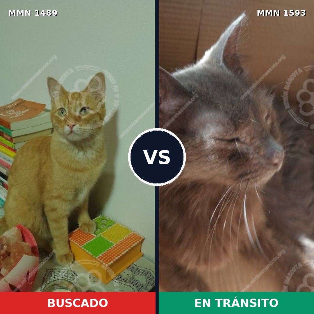 Comparativa MMS 35234: mascota perdida y mascota encontrada, 60% de similitud