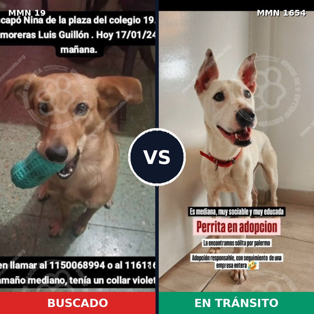 Comparativa MMS 35239: mascota perdida y mascota encontrada, 64% de similitud