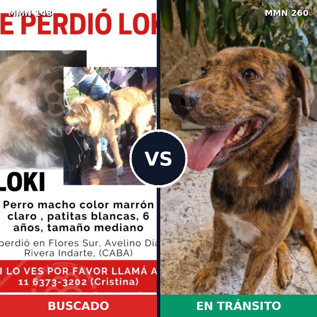 Comparativa MMS 3524: mascota perdida y mascota encontrada, 8% de similitud