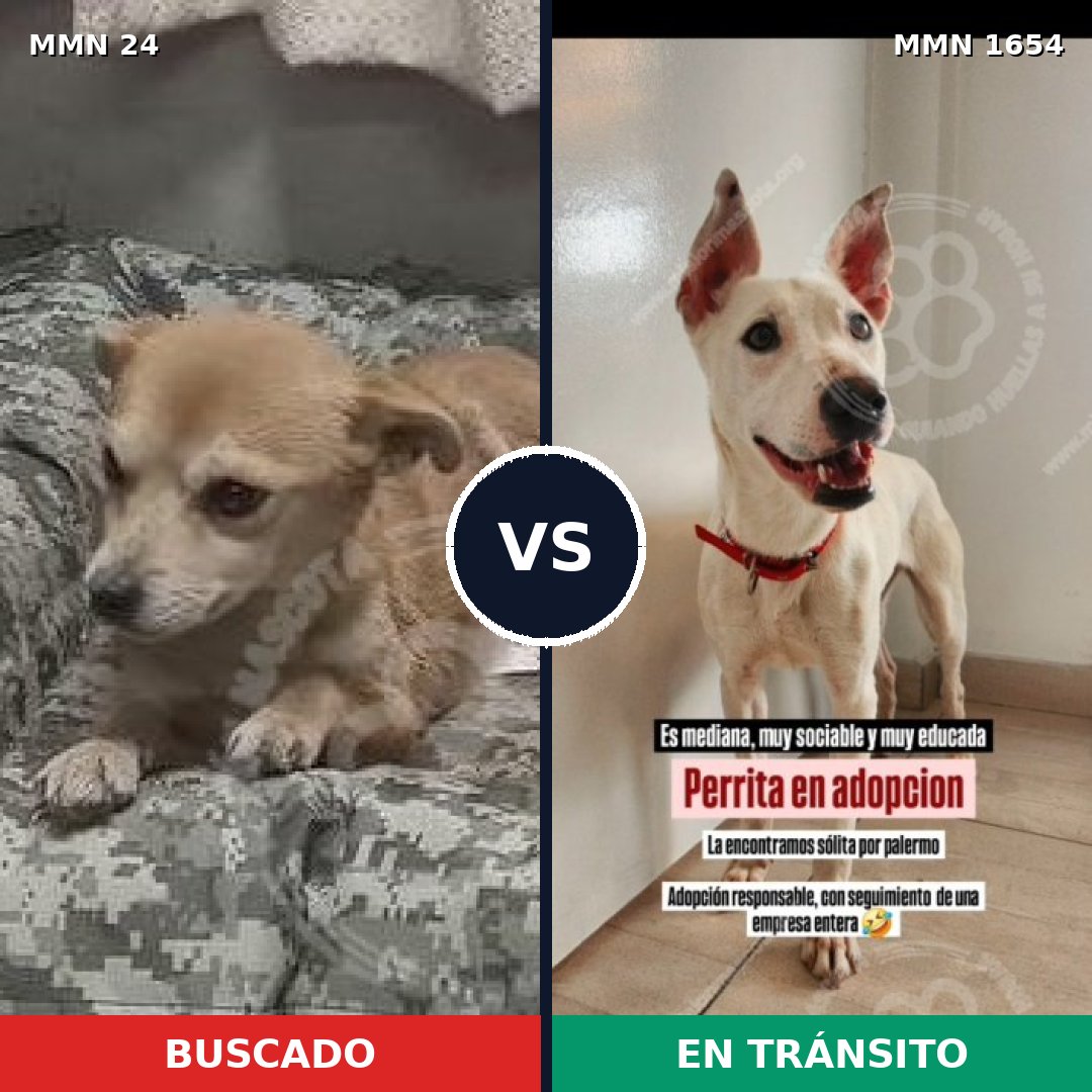 Comparativa MMS 35241: mascota perdida y mascota encontrada, 54% de similitud