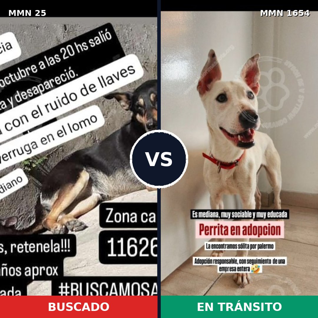Comparativa MMS 35242: mascota perdida y mascota encontrada, 64% de similitud
