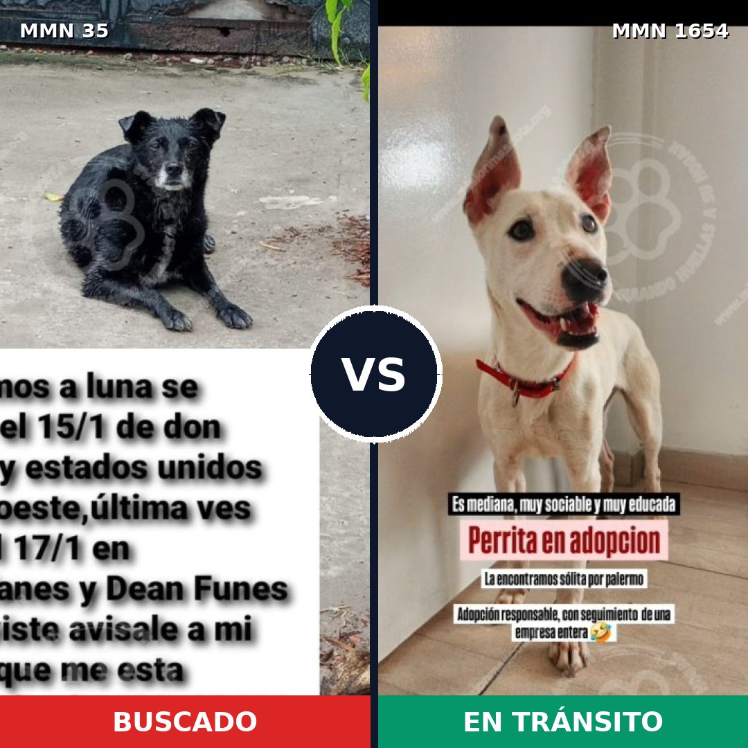 Comparativa MMS 35243: mascota perdida y mascota encontrada, 63% de similitud