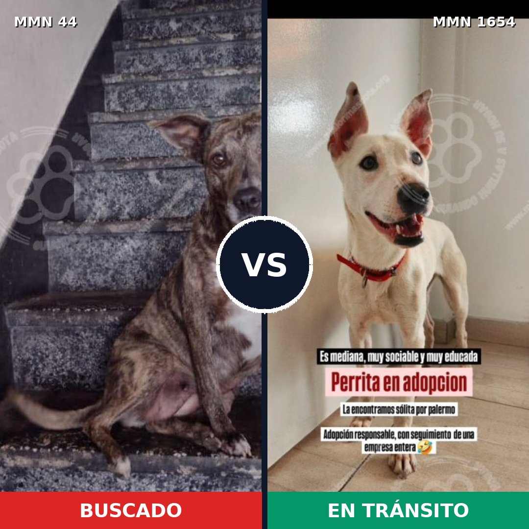 Comparativa MMS 35244: mascota perdida y mascota encontrada, 57% de similitud