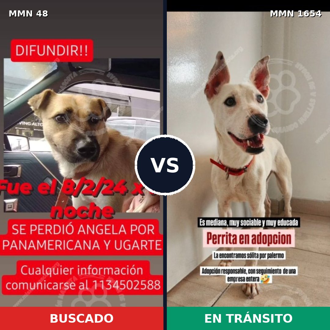Comparativa MMS 35245: mascota perdida y mascota encontrada, 64% de similitud
