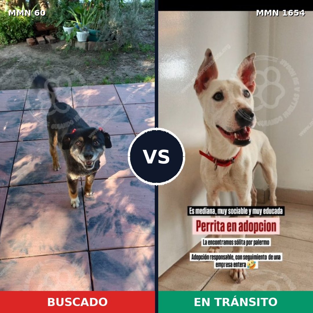 Comparativa MMS 35246: mascota perdida y mascota encontrada, 78% de similitud