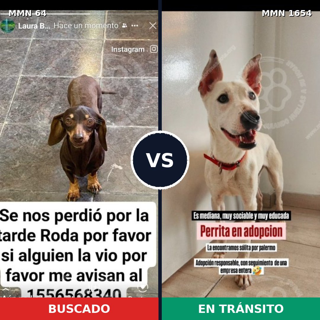 Comparativa MMS 35247: mascota perdida y mascota encontrada, 32% de similitud