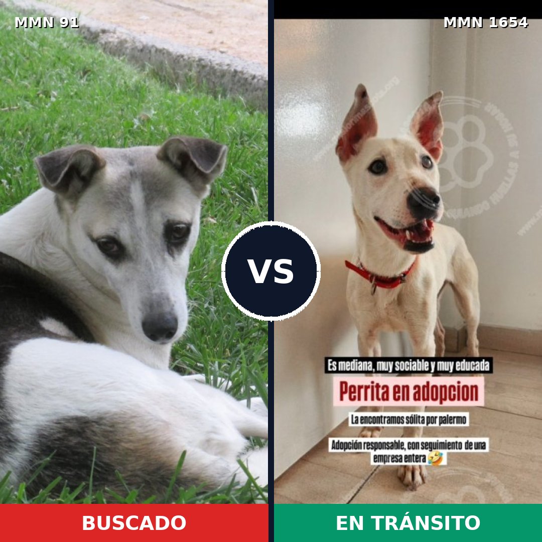 Comparativa MMS 35248: mascota perdida y mascota encontrada, 85% de similitud