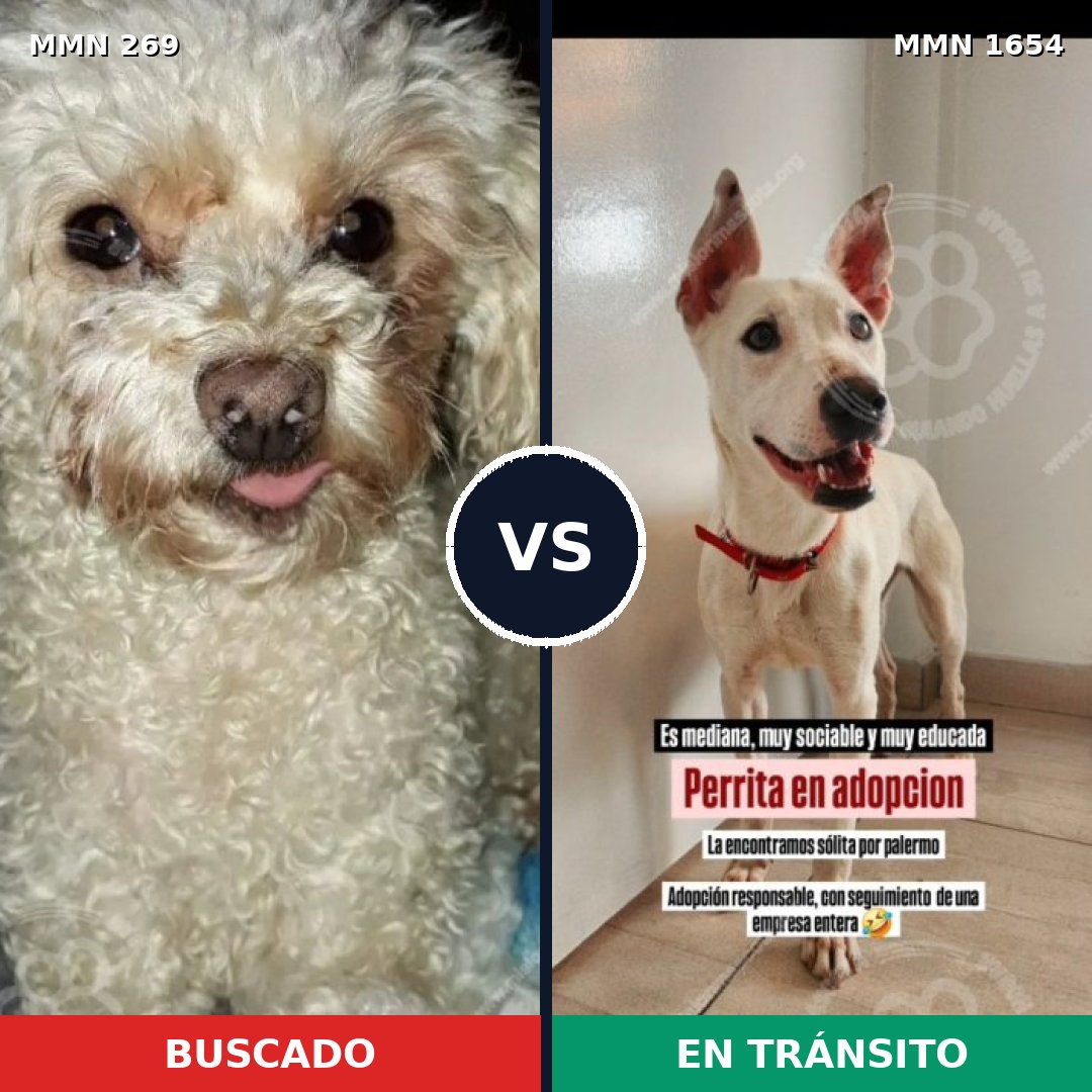 Comparativa MMS 35250: mascota perdida y mascota encontrada, 38% de similitud