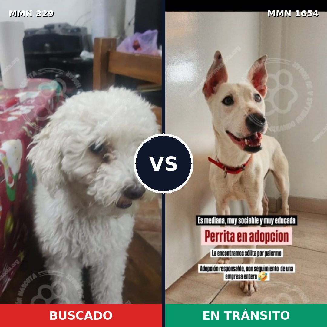 Comparativa MMS 35251: mascota perdida y mascota encontrada, 57% de similitud