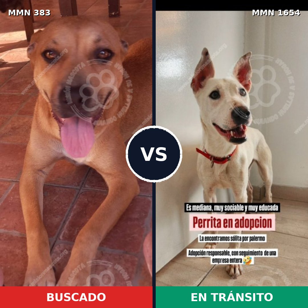 Comparativa MMS 35252: mascota perdida y mascota encontrada, 50% de similitud