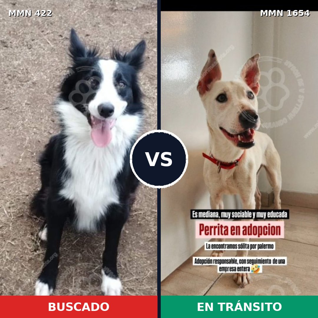 Comparativa MMS 35254: mascota perdida y mascota encontrada, 47% de similitud