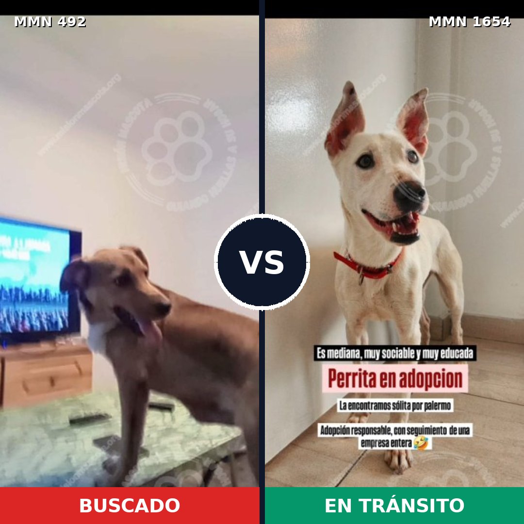 Comparativa MMS 35255: mascota perdida y mascota encontrada, 61% de similitud