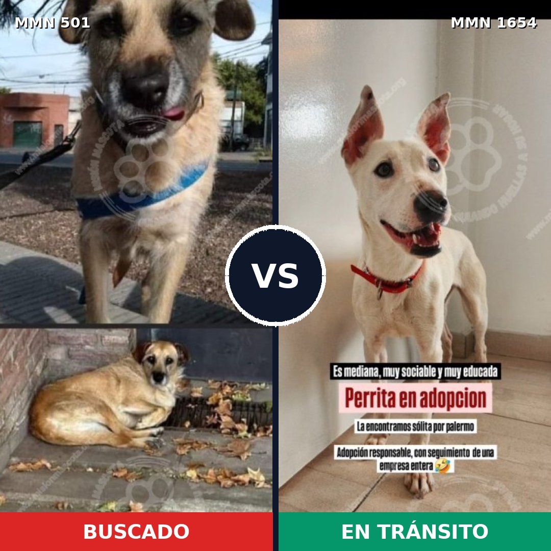 Comparativa MMS 35256: mascota perdida y mascota encontrada, 73% de similitud