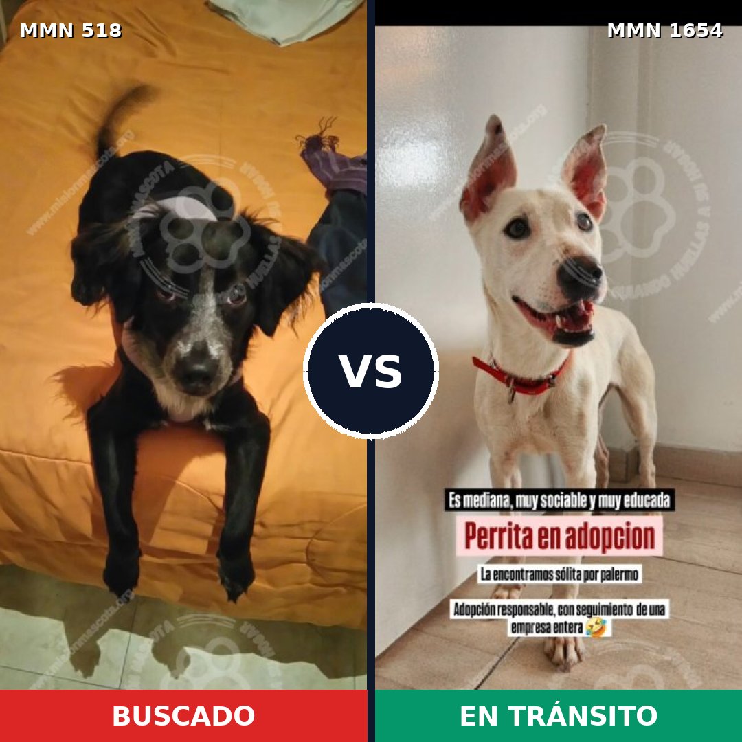 Comparativa MMS 35257: mascota perdida y mascota encontrada, 63% de similitud