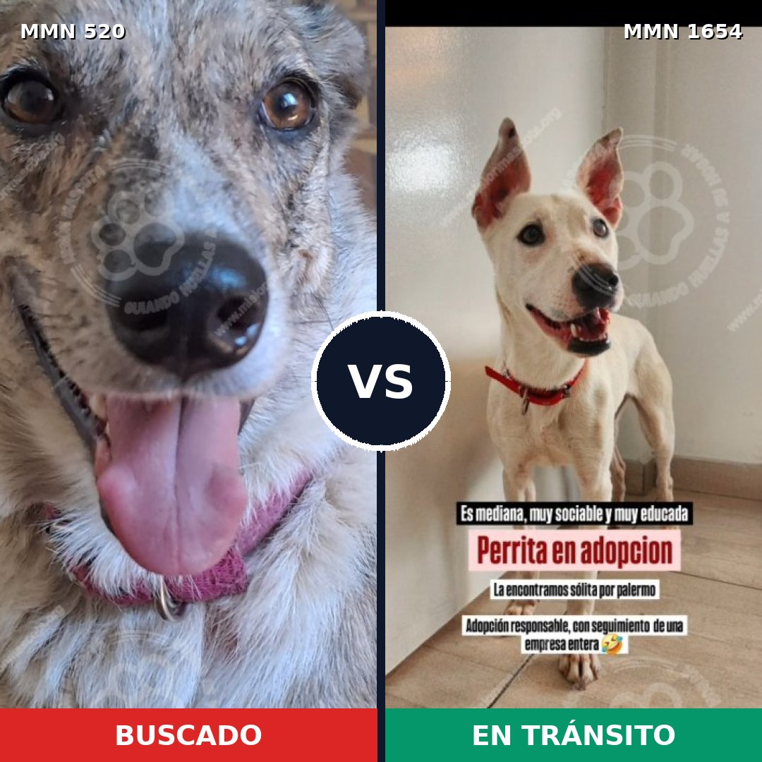 Comparativa MMS 35258: mascota perdida y mascota encontrada, 45% de similitud