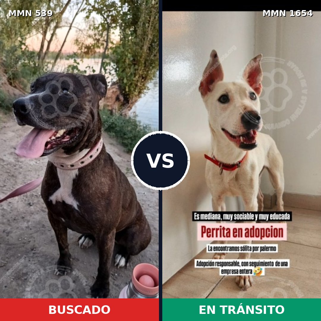 Comparativa MMS 35259: mascota perdida y mascota encontrada, 45% de similitud