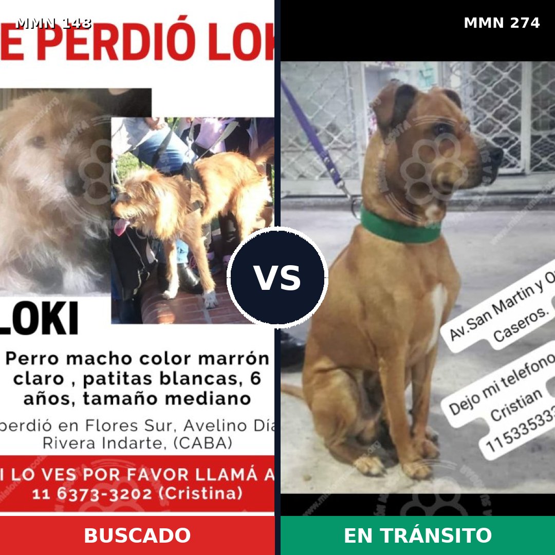 Comparativa MMS 3526: mascota perdida y mascota encontrada, 81% de similitud