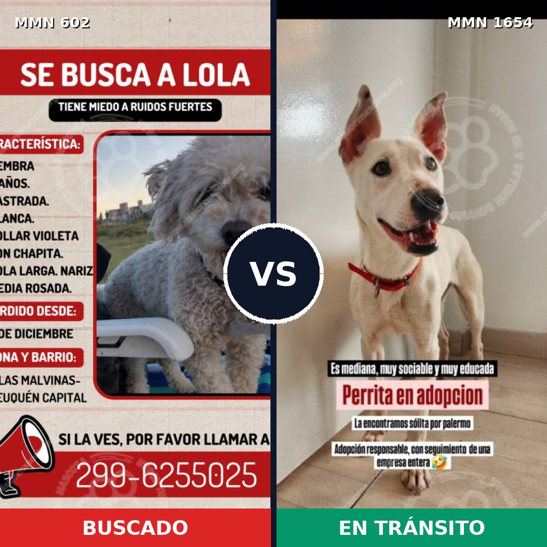Comparativa MMS 35264: mascota perdida y mascota encontrada, 27% de similitud