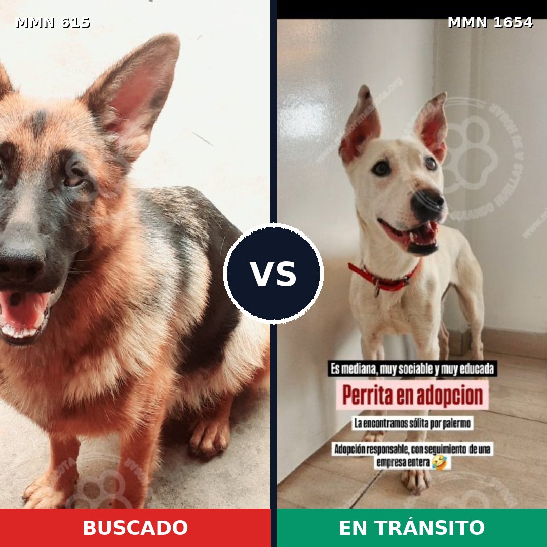 Comparativa MMS 35266: mascota perdida y mascota encontrada, 31% de similitud
