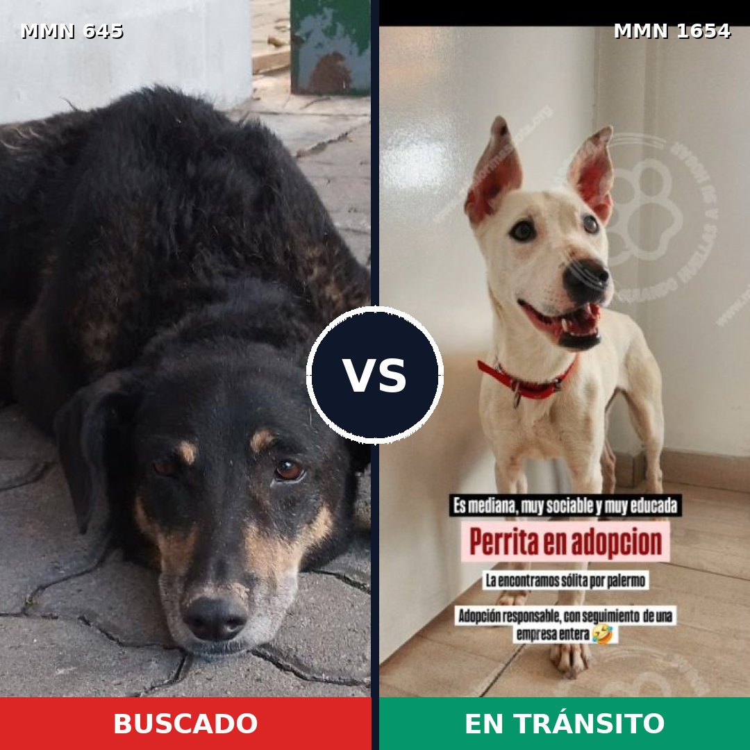 Comparativa MMS 35268: mascota perdida y mascota encontrada, 60% de similitud