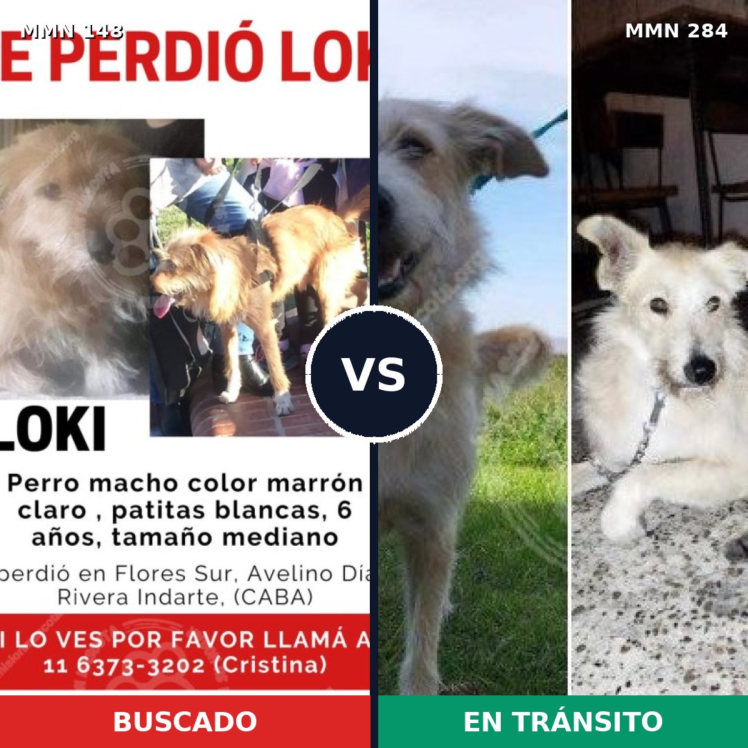 Comparativa MMS 3527: mascota perdida y mascota encontrada, 62% de similitud