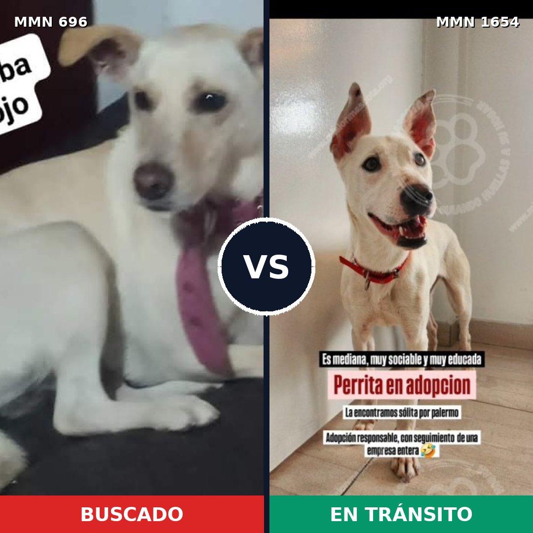 Comparativa MMS 35270: mascota perdida y mascota encontrada, 37% de similitud