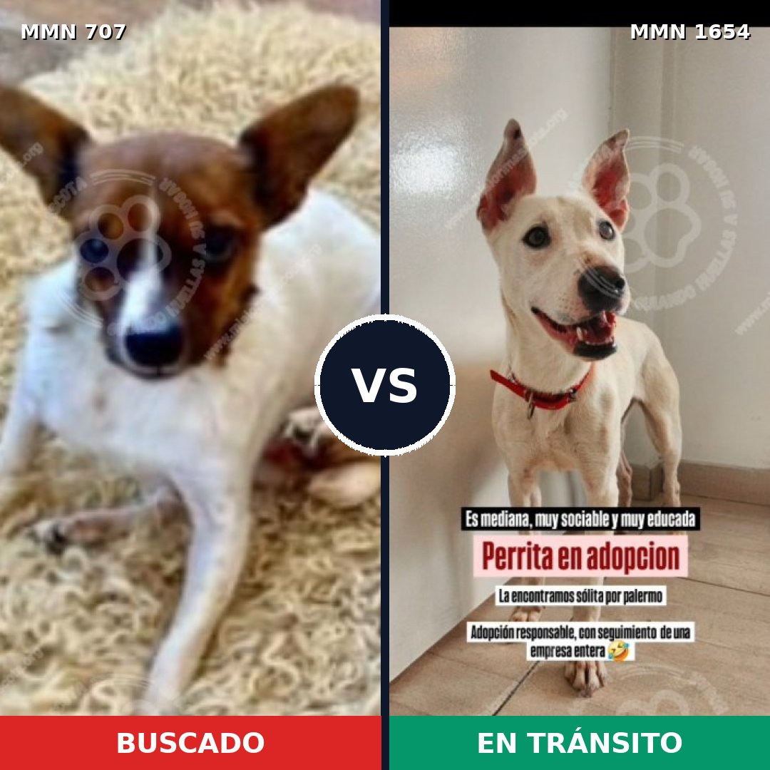 Comparativa MMS 35271: mascota perdida y mascota encontrada, 34% de similitud