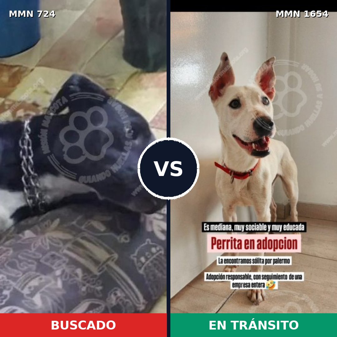 Comparativa MMS 35272: mascota perdida y mascota encontrada, 55% de similitud