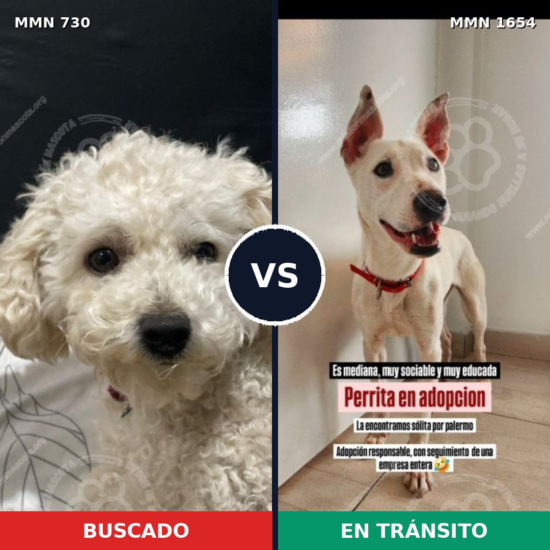 Comparativa MMS 35273: mascota perdida y mascota encontrada, 32% de similitud