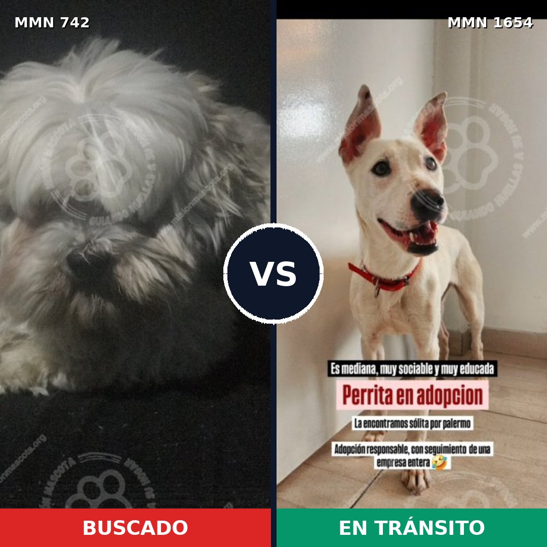 Comparativa MMS 35274: mascota perdida y mascota encontrada, 50% de similitud