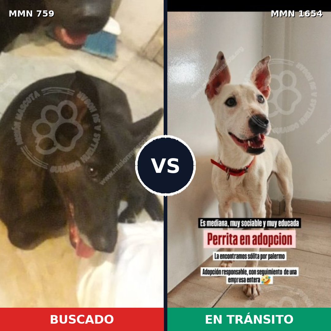 Comparativa MMS 35275: mascota perdida y mascota encontrada, 43% de similitud