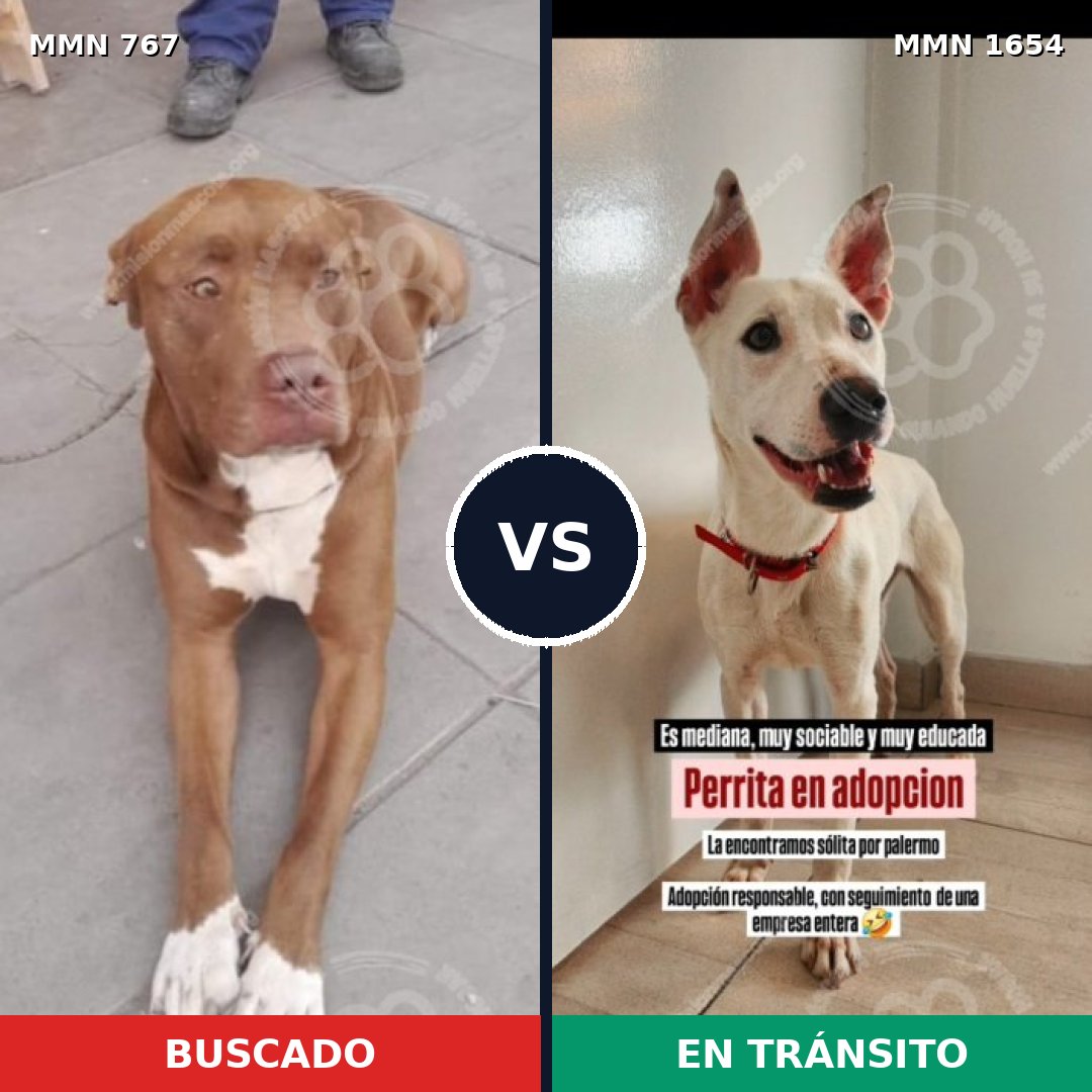 Comparativa MMS 35277: mascota perdida y mascota encontrada, 48% de similitud